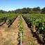 Domaine Nairaud Suberville(Loire) : Visite & Dégustation Vin