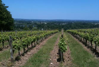 Vue sur les vignes au Domaine de la Paleine