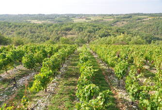 La vue depuis les vignes du domaine des Roques de Cana