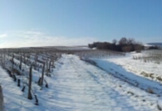 Le vignoble du Domaine du Roure sous la neige