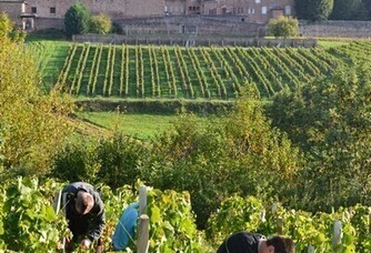 Le travail dans les vignes au Château de Juliénas