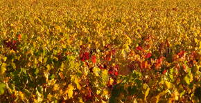 Les vignes du Château la Renommée en automne