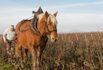 Travail à la vigne accompagné d'un cheval au domaine La Bonne Tonne