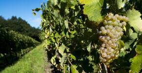 Domaine Des Deux Arcs(Loire) : Visite & Dégustation Vin