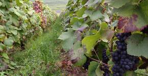 Les Caquerays, vieille vigne complantée des 2 pinots