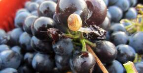 Domaine Grand Guilhem(Languedoc) : Visite & Dégustation Vin