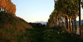 Domaine Castera(Sud-Ouest) : Visite & Dégustation Vin