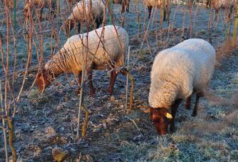 Moutons pour la tonte hivernale