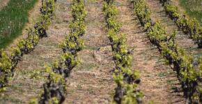 Domaine Bernard Jomain(Beaujolais) : Visite & Dégustation Vin