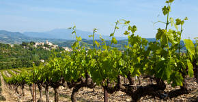 DOMAINE JAUME Vinsobres(Vallée du Rhône) : Visite & Dégustation Vin