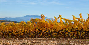 DOMAINE JAUME Pascal & Richard(Vallée du Rhône) : Visite & Dégustation Vin