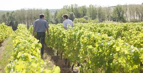 deux vignerons dans les vignes