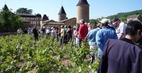 groupe de visiteurs en promenade dans les vignes au pied du château