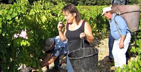 Domaine La Rune(Languedoc) : Visite & Dégustation Vin