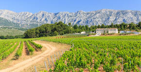 Château Gassier(Provence-Alpes-Côte d'Azur) : Visite & Dégustation Vin
