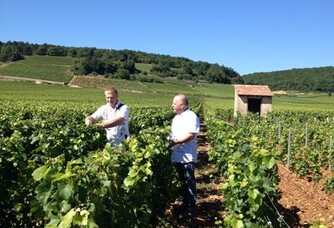 Domaine Jean-Marc Naudin - Dans les vignes