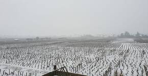 Domaine Trapet-Rochelandet - Vignoble en hiver