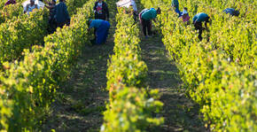 Domaine Mérieau - Le vignoble pendant les vendanges