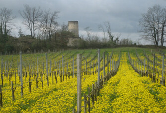 Château de l'Hurbe - Le vignoble