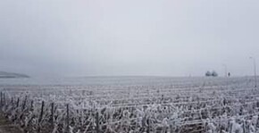Champagne Poirot - Les vignes en hiver sous la neige