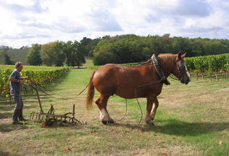 Le cheval dans les vignes du Château Lauduc