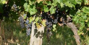 Domaine de Grimardy(Sud-Ouest) : Visite & Dégustation Vin