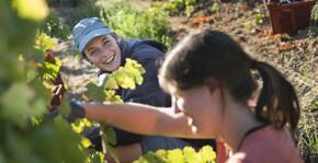 Domaine de Mirabeau - Vigne de Cocagne(Languedoc) : Visite & Dégustation Vin