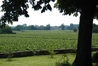 Le vignoble du Château Mauvinon