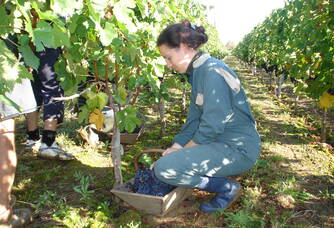 Travail dans les vignes du Domaine Saint-Vincent