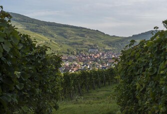 Belle vue sur les vignes du Domaine Rieflé