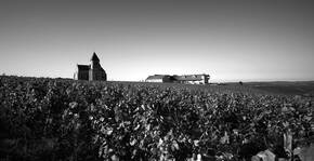 Vue du vignoble en noir et blanc du Domaine Brocard