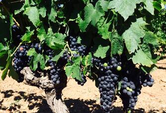 Les pieds de vignes du Domaine Mandourelle
