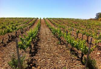Le vignoble du Mas Baux