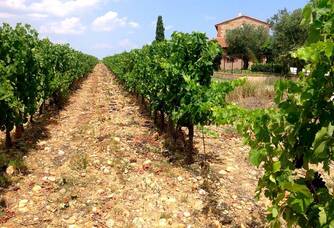 Une vue entre les vignes au Mas Baux