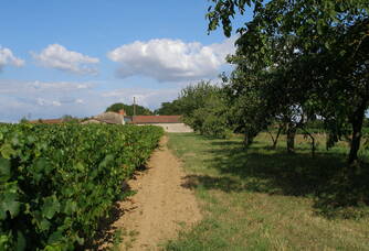 Un autre point de vu des vignes du Domaine de la Tourlaudière