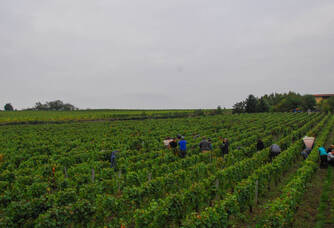 vendanges du Domaine Saint-Pré