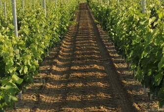 Une vue entre les vignes du Vignoble Ducourt